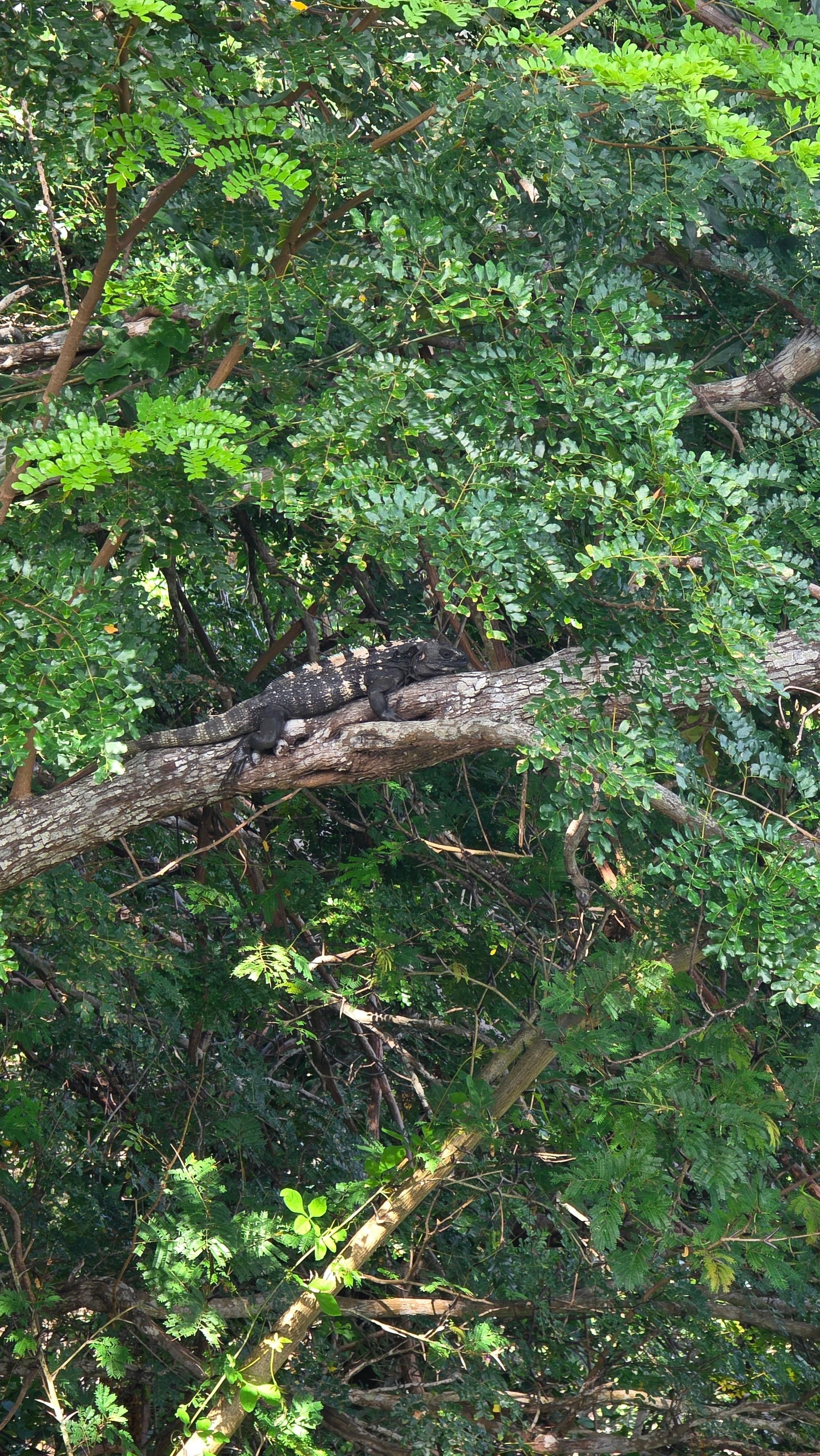 Iguana we saw from table on the patio. 