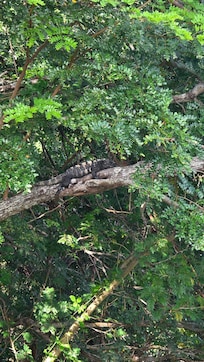 Iguana we saw from table on the patio.