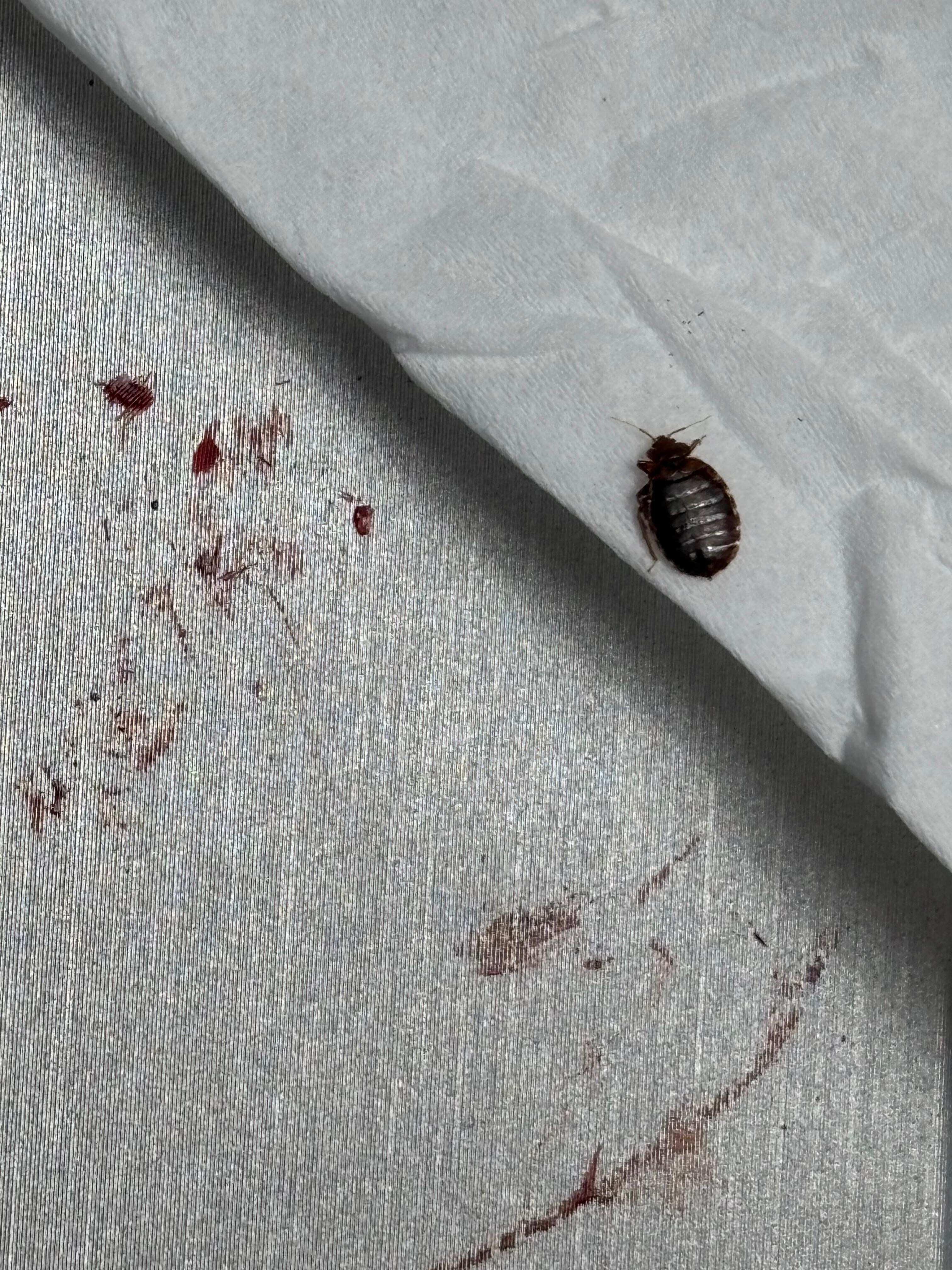 Blood from the bedbug I killed