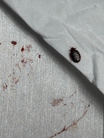 Blood from the bedbug I killed