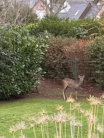 Invité surprise dans le jardin