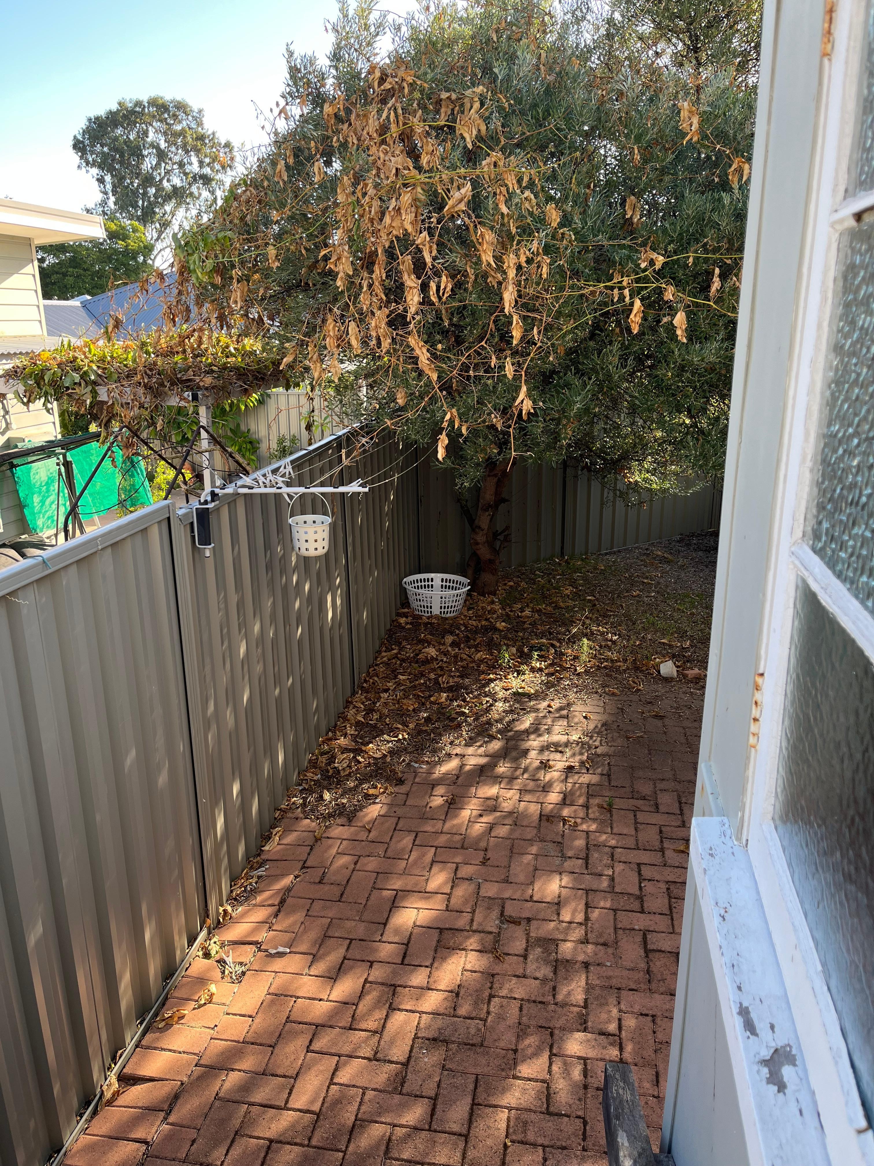 Lack of maintenance where the tree has grown into the outside clothesline.