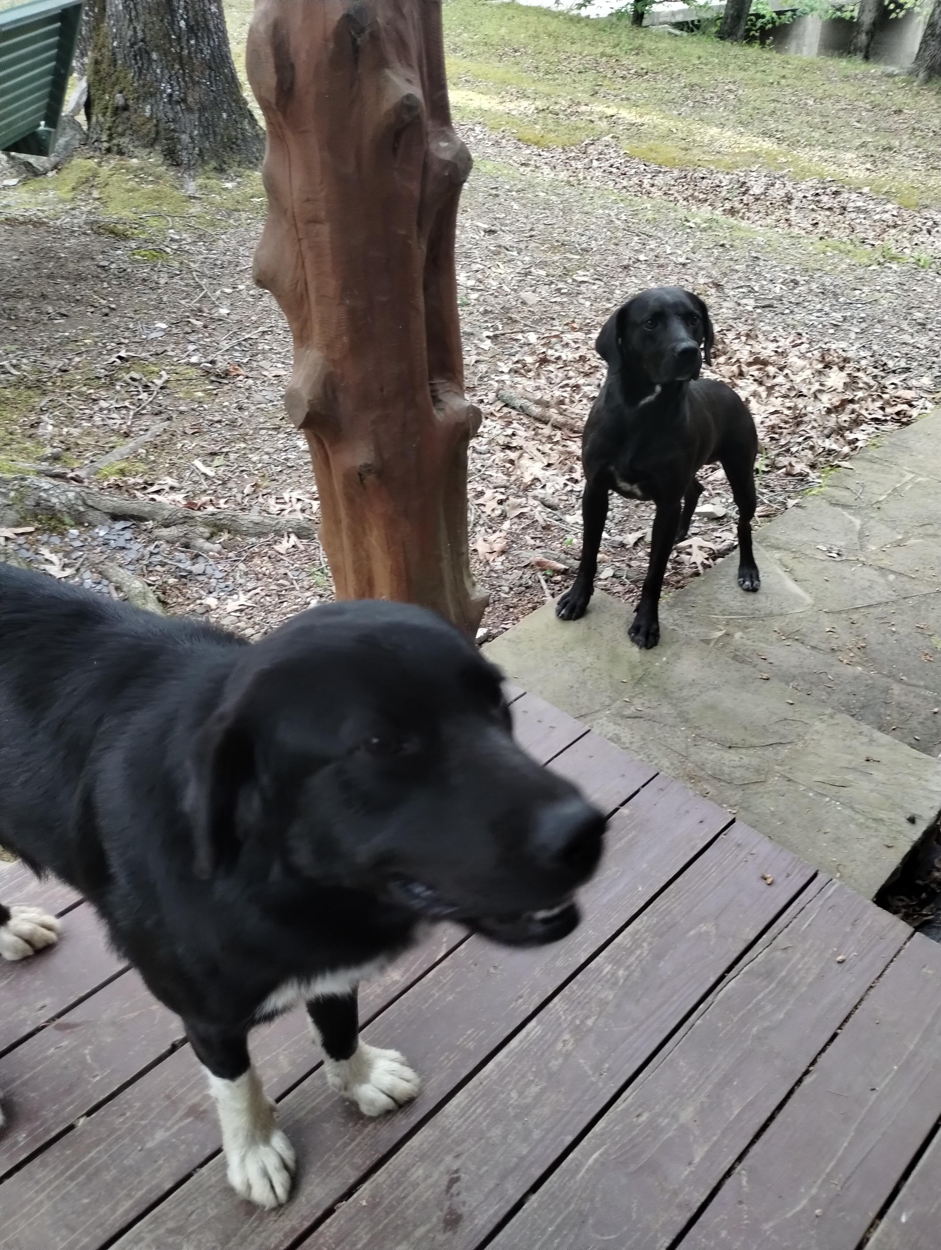 Loved the welcome crew! (Neighbors pups)