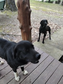 Loved the welcome crew! (Neighbors pups)
