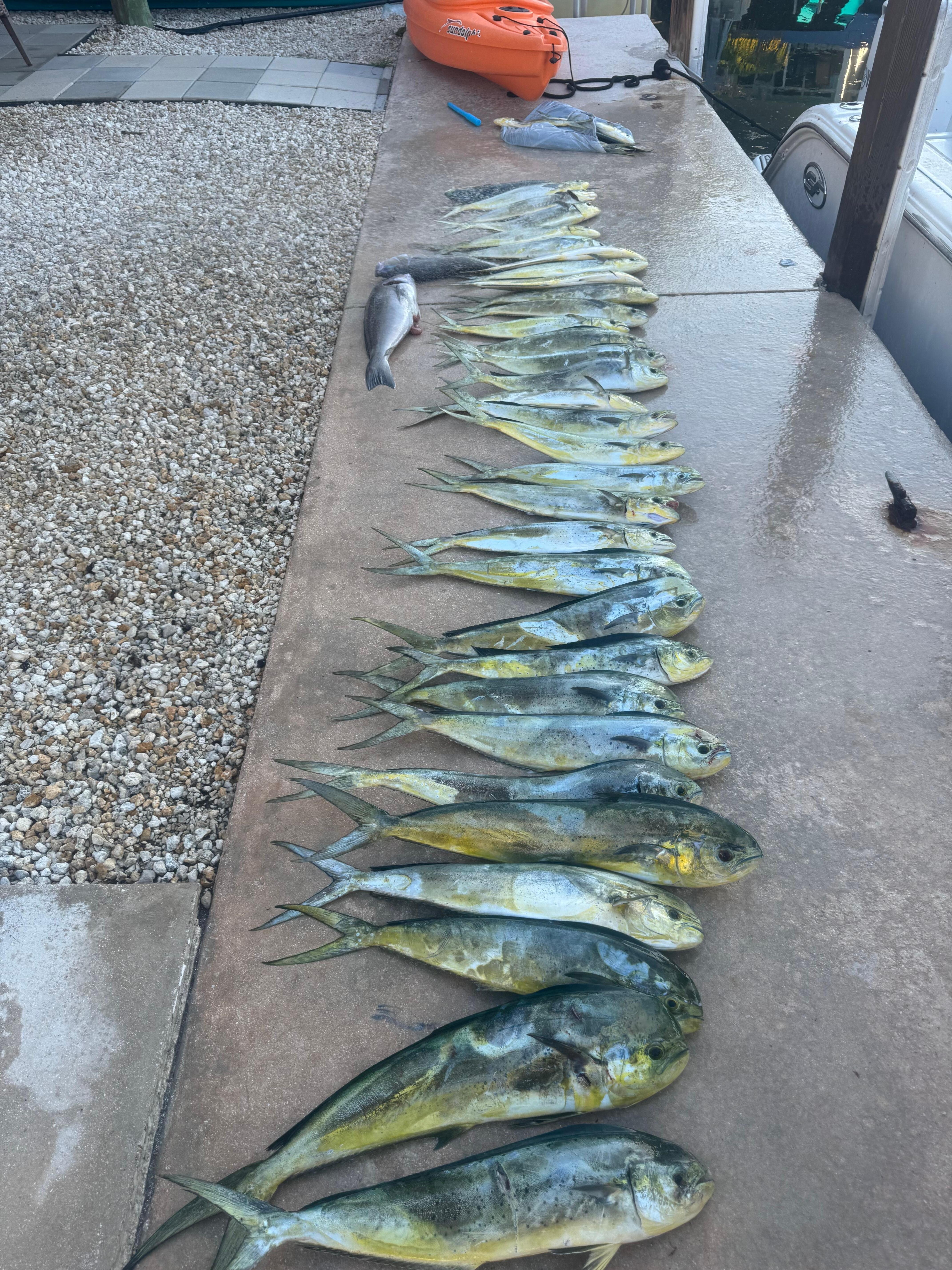 One day fishing trip
