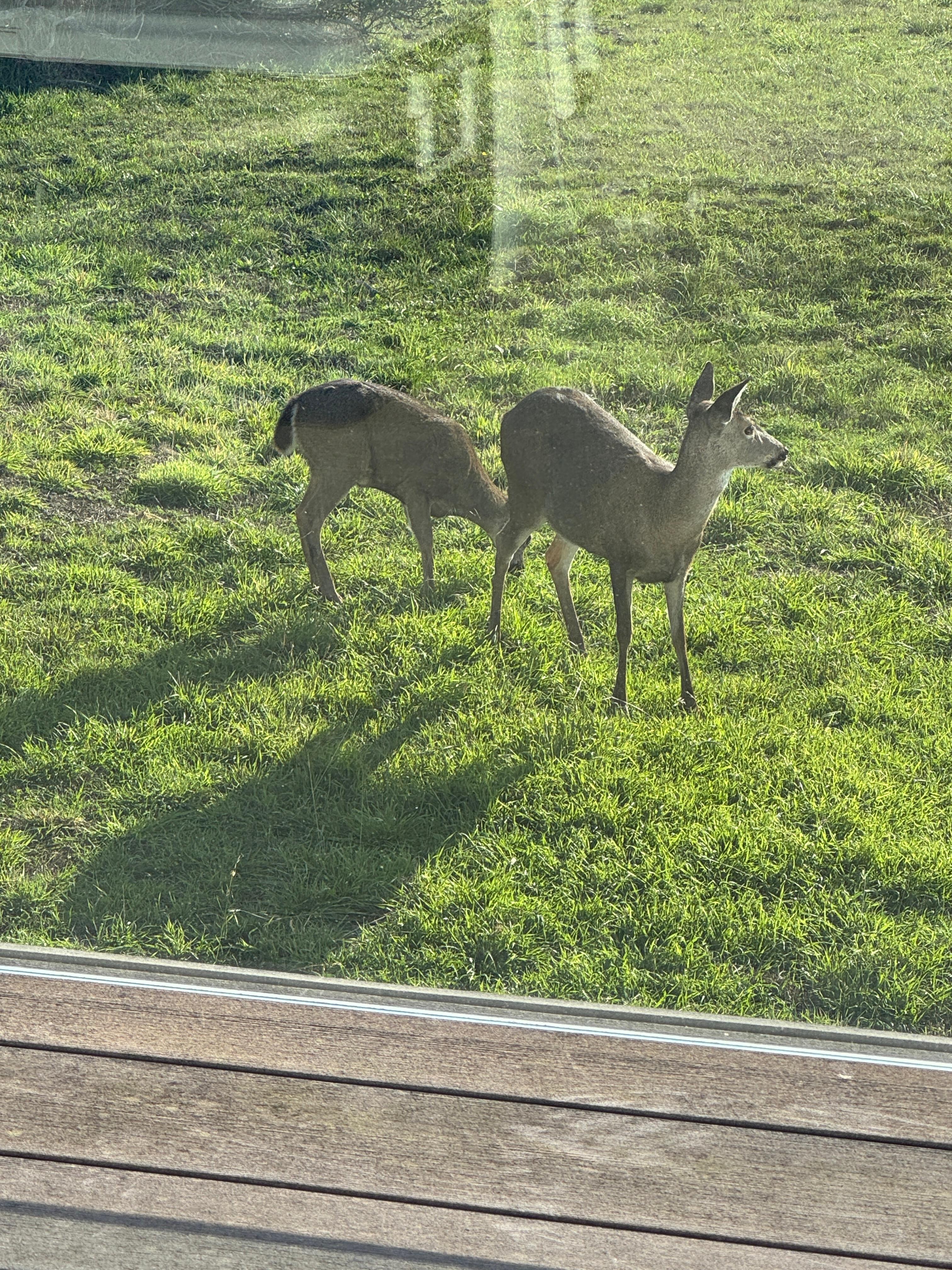 Our view from the deck. The deer feed easily and hung out with us right there. 