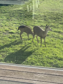 Our view from the deck. The deer feed easily and hung out with us right there.