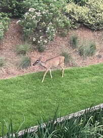 Our evening visitor â€ïž