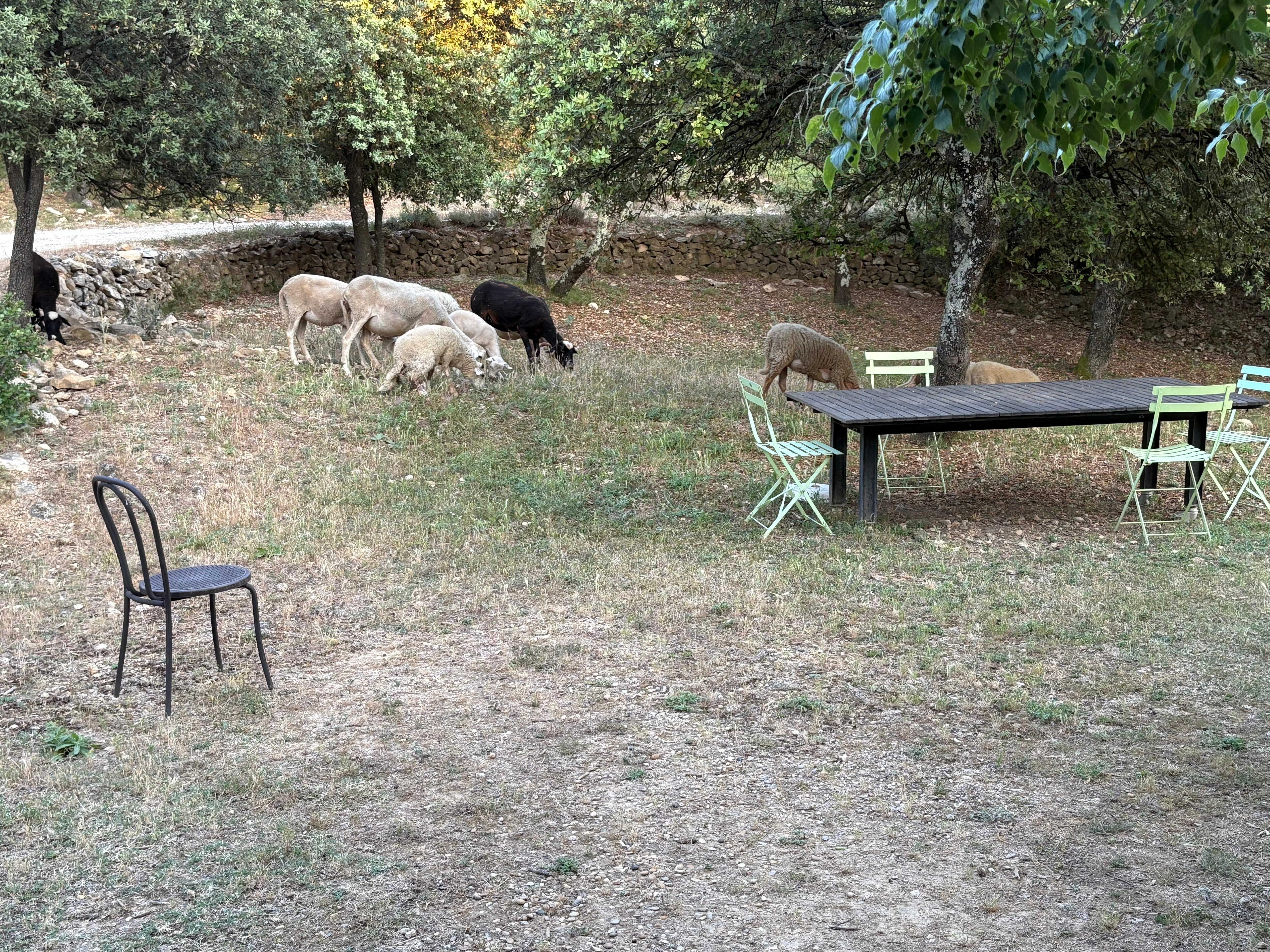 Moutons du matin