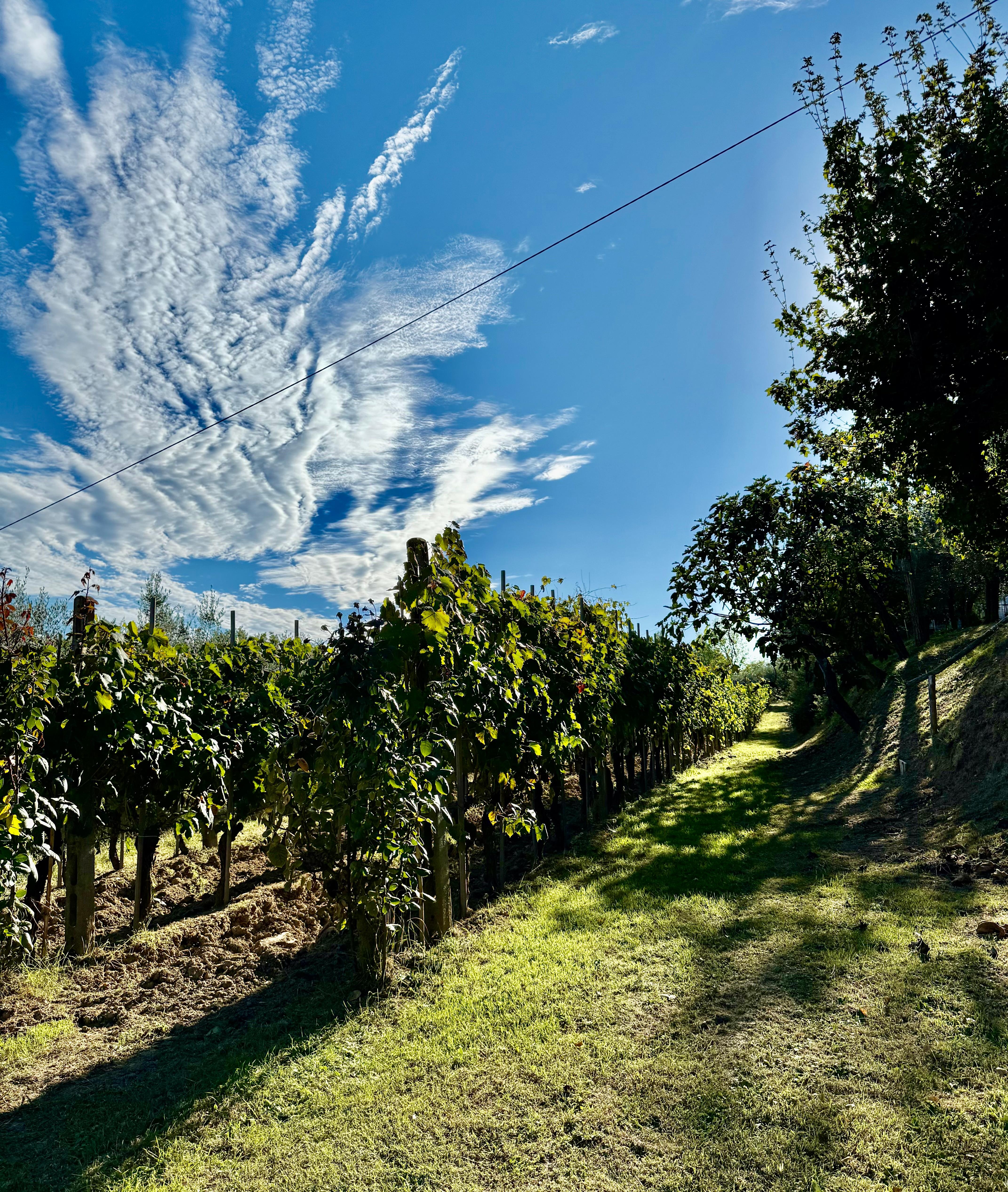View of their vineyard 