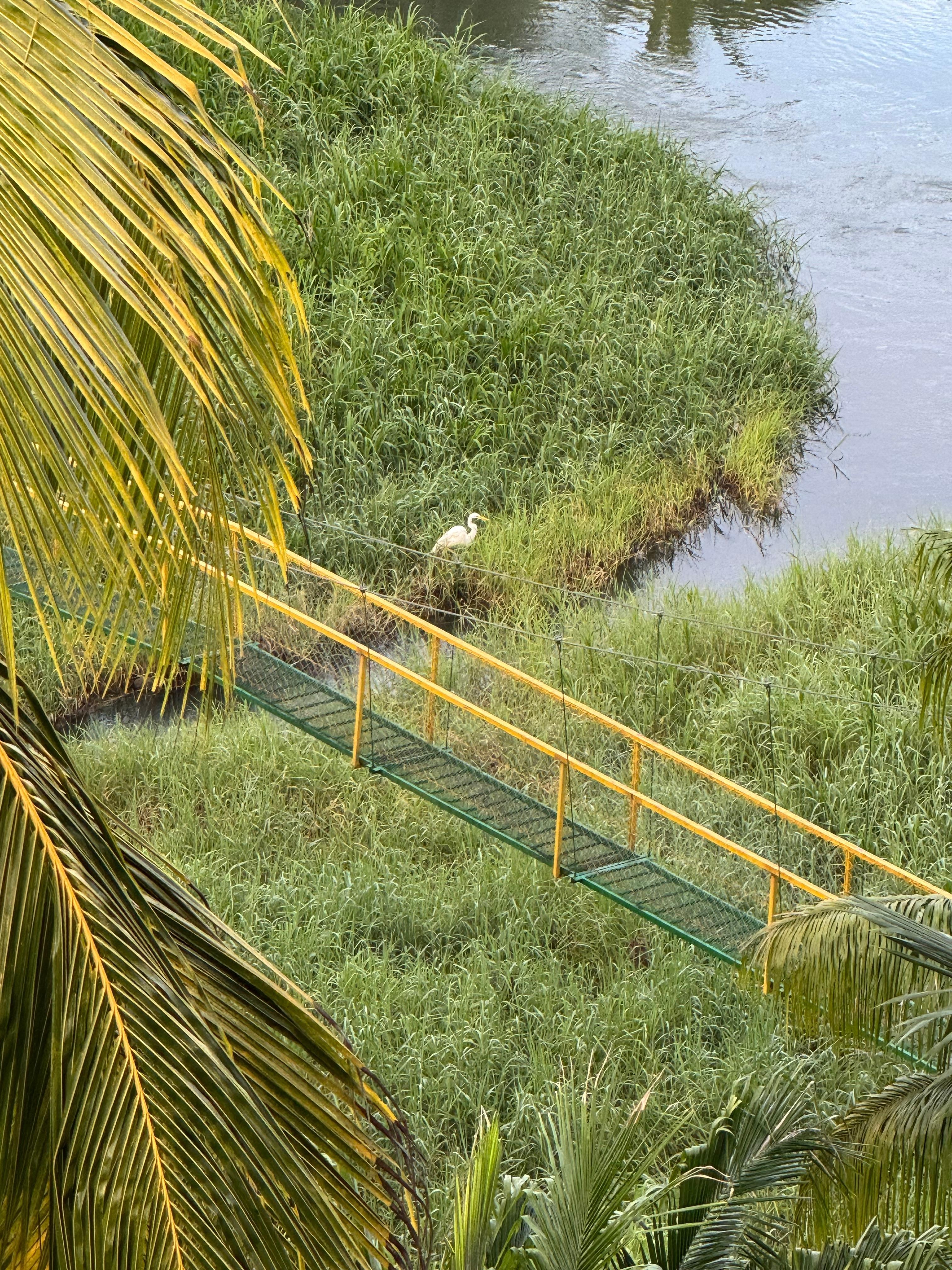 Looking down over the wetlands!