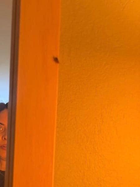 Una cucaracha en el espejo 