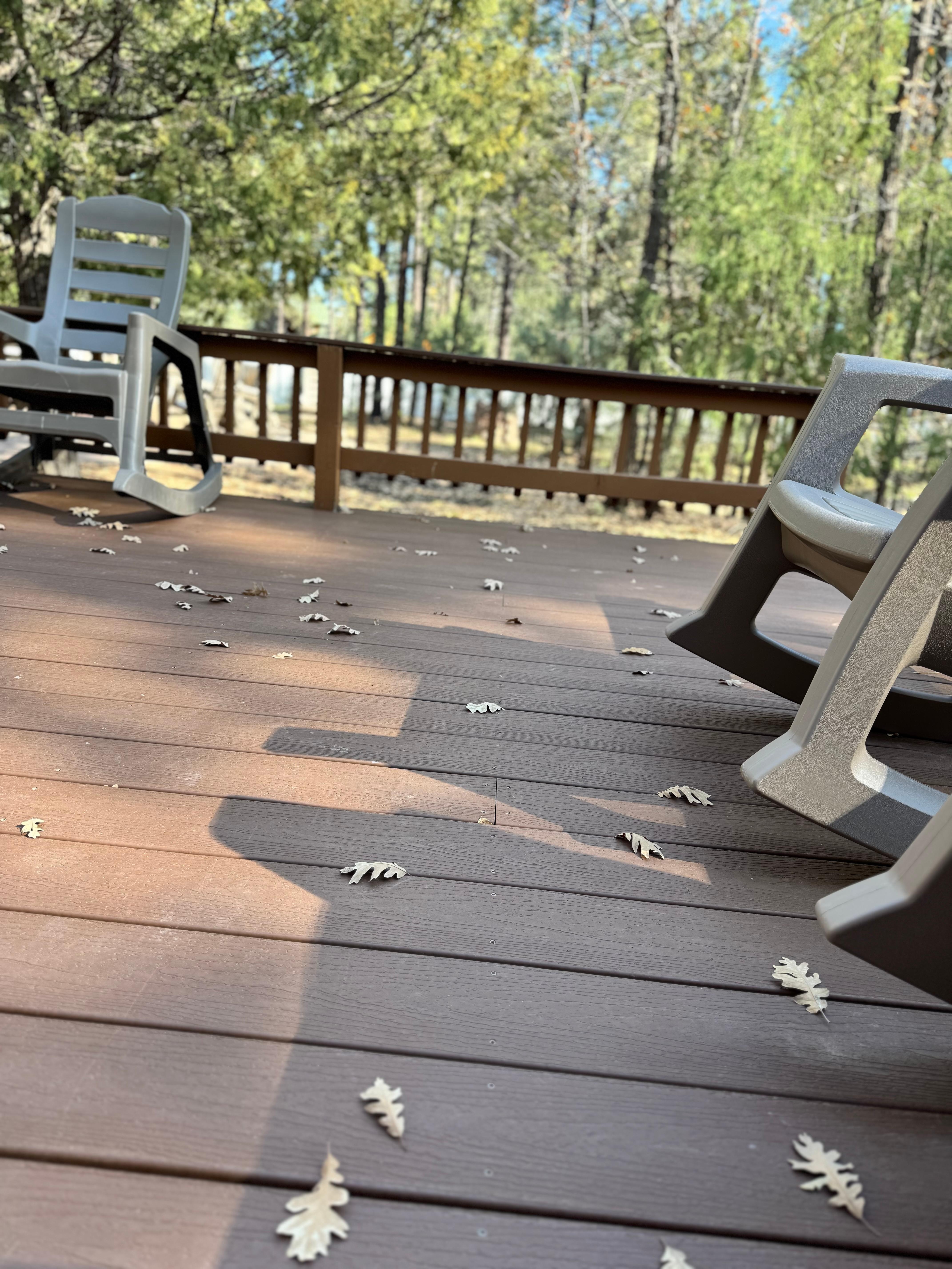 The leaves and trees are so beautiful!