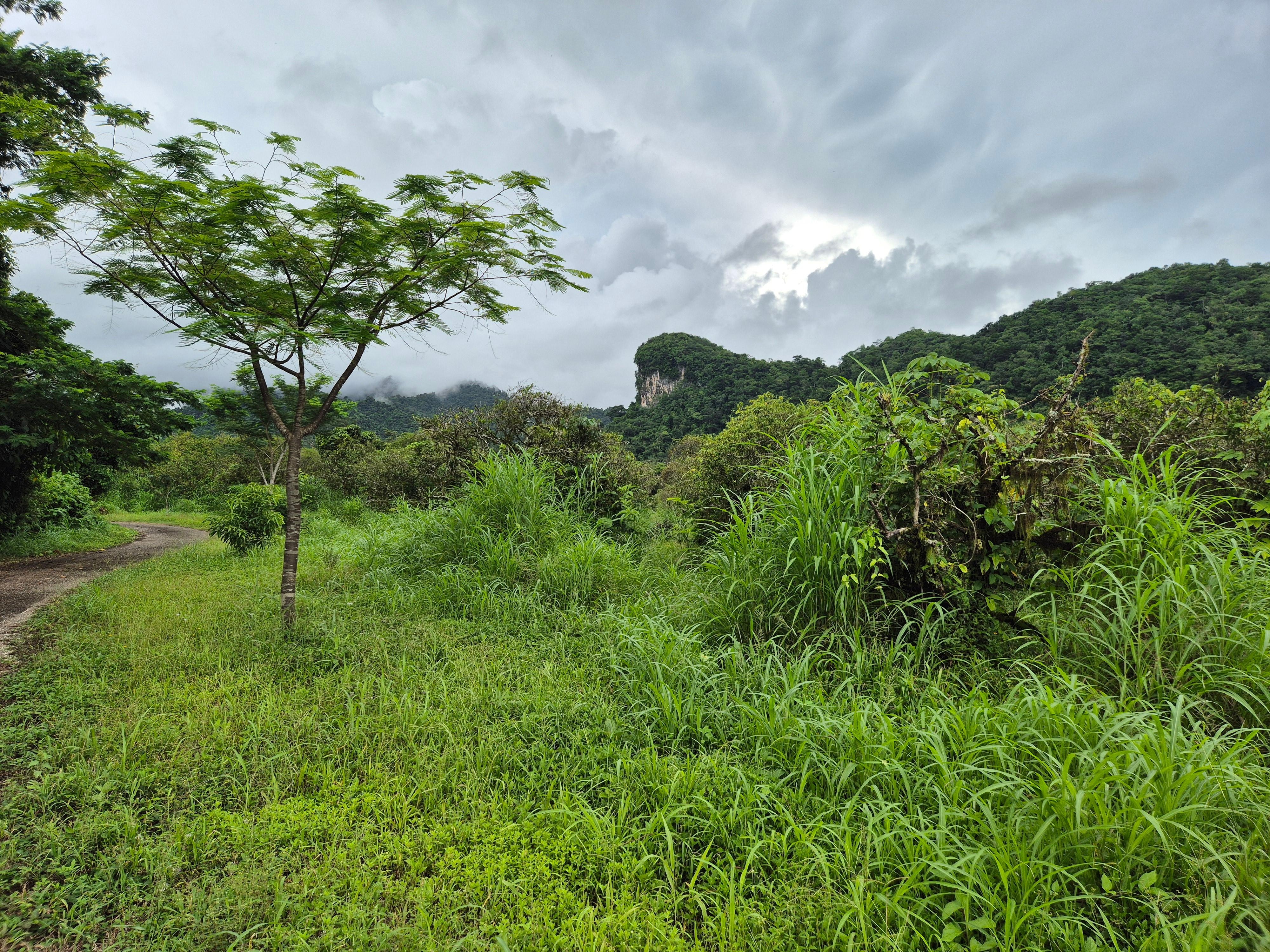 View deep down the trail