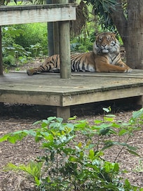 Adelaide zoo is walking distance from Apartment