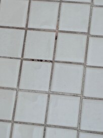 Mold on shower floor