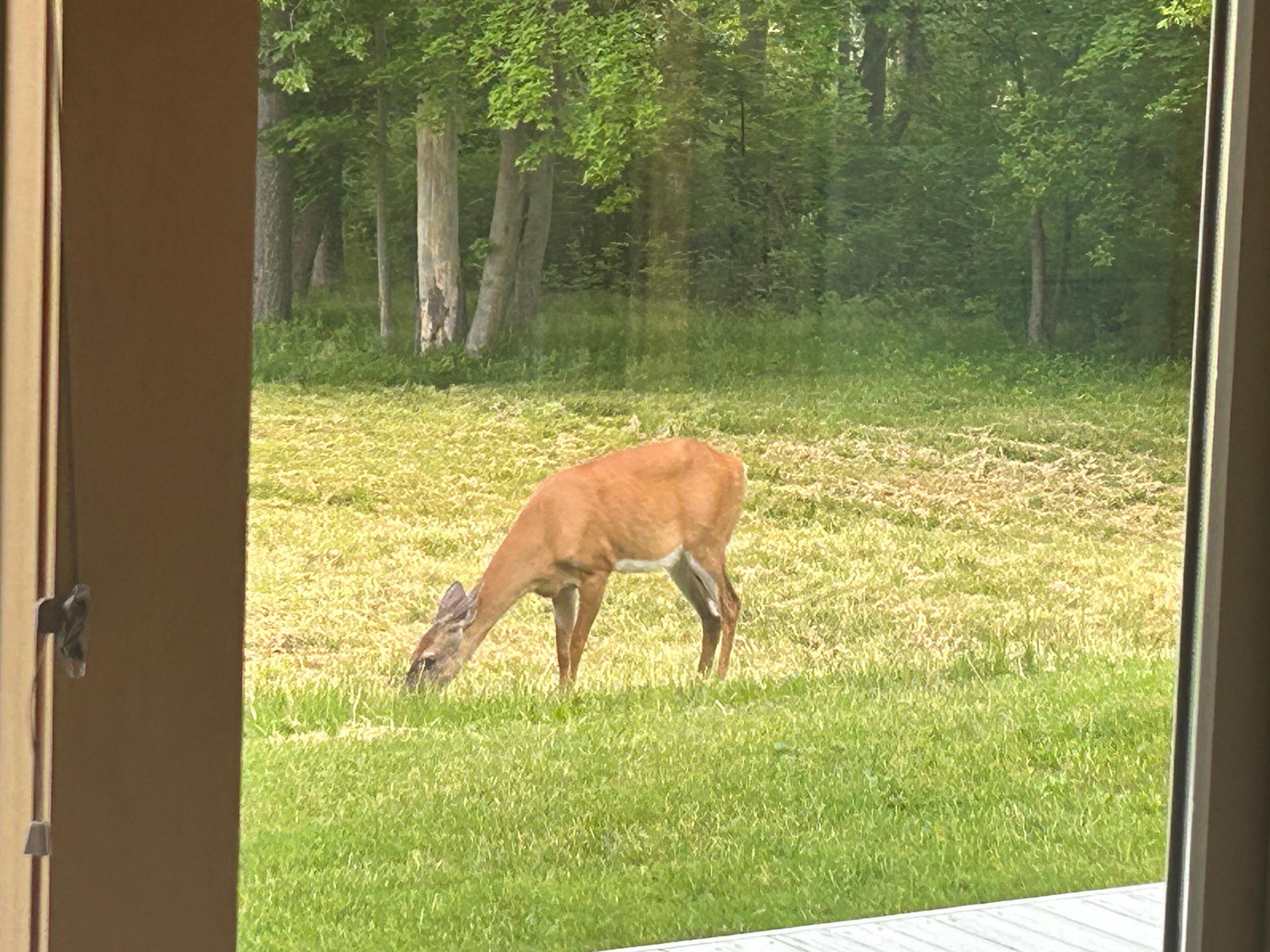 A visitor in front of the deck