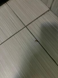 Zoom and see cockroach