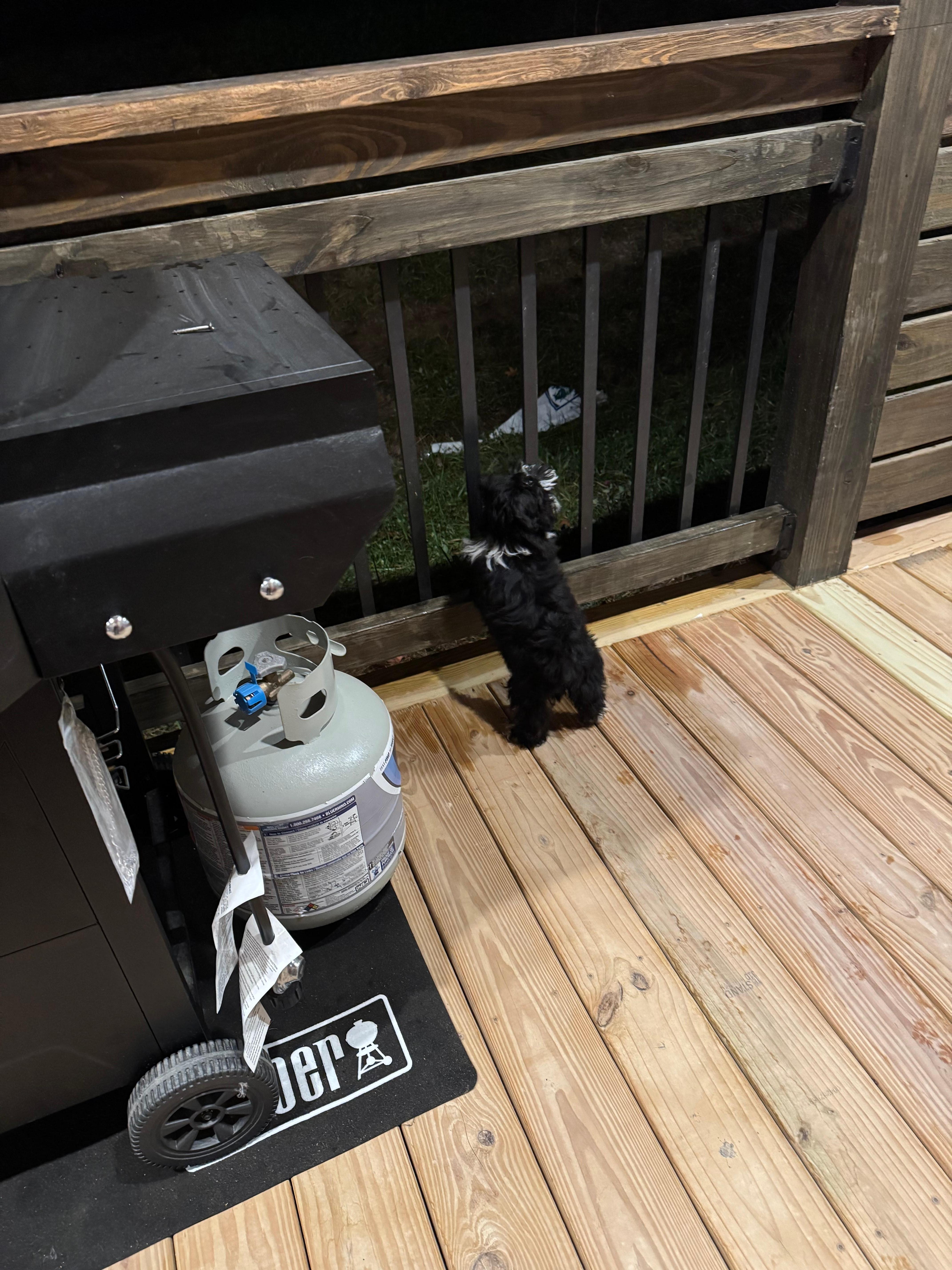 Pepe our fur baby checking out the back yard from the enclosed deck while daddy is enjoying the hot tub (the slats are close so a fur baby or a human baby 😜 can’t escape)