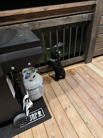 Pepe our fur baby checking out the back yard from the enclosed deck while daddy is enjoying the hot tub (the slats are close so a fur baby or a human baby 😜 can’t escape)