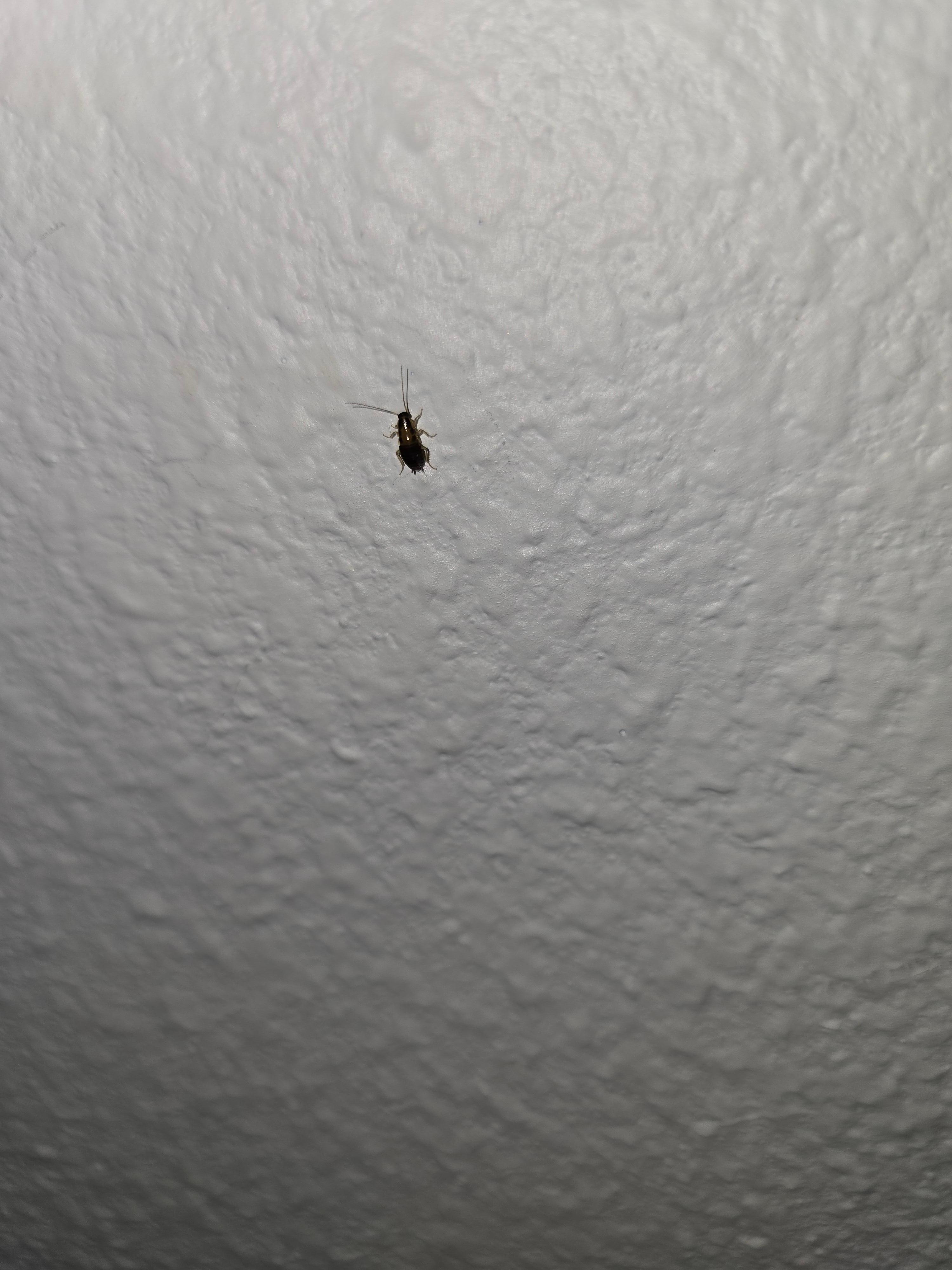 Live roach on wall