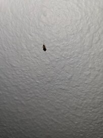 Live roach on wall