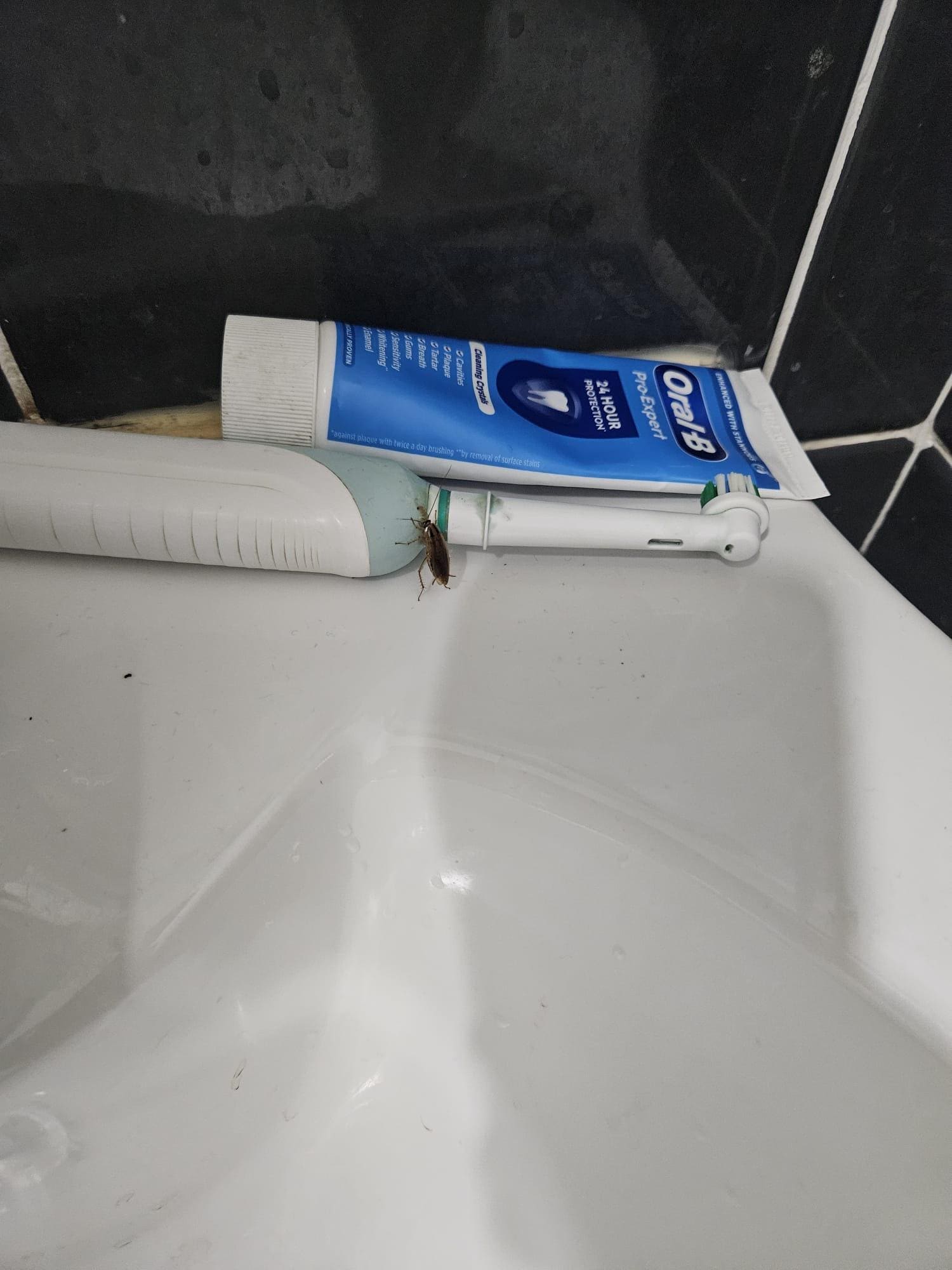 Cockroach in the bathroom 