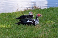 Birds at pond.