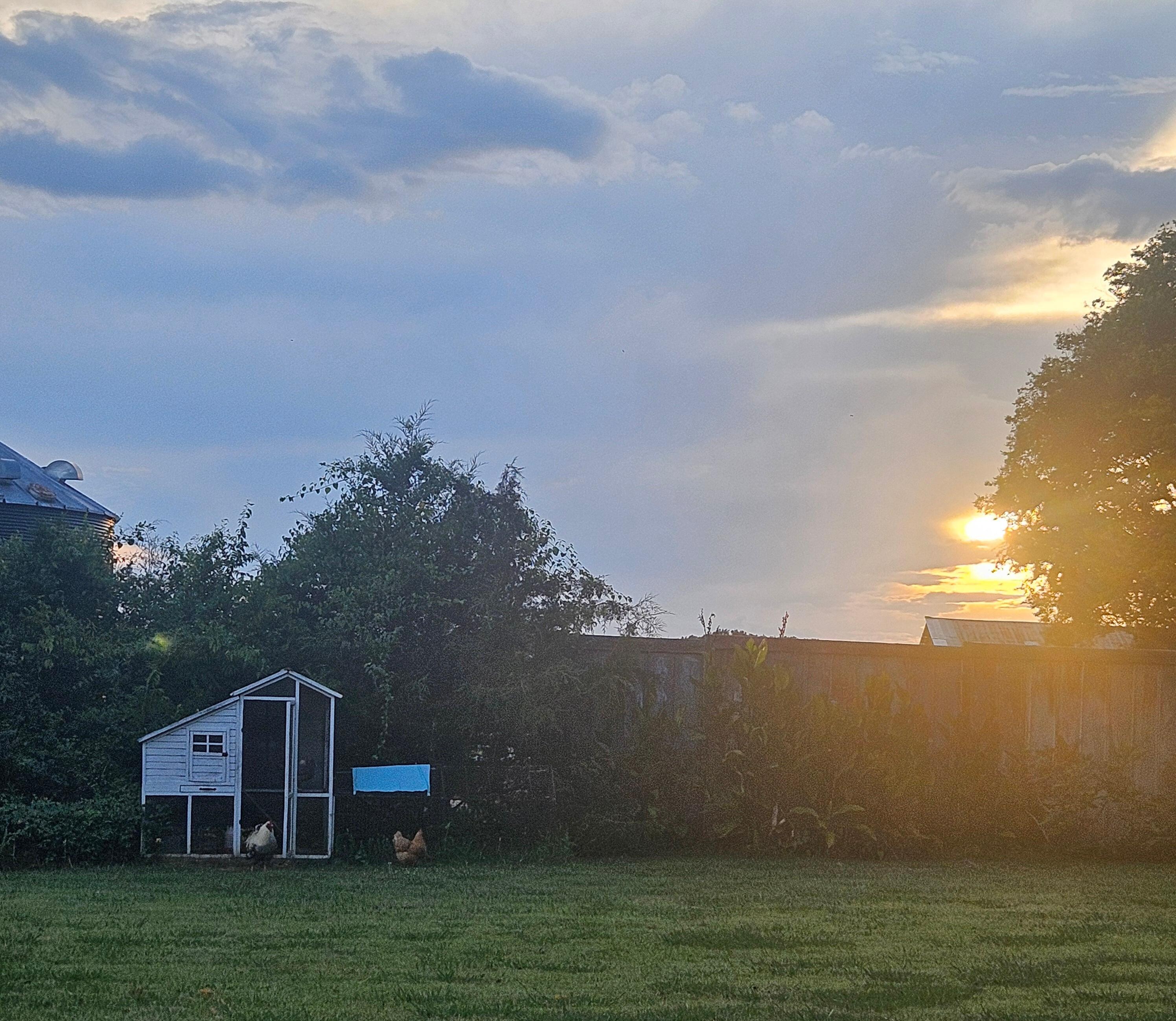 Chickens at dusk