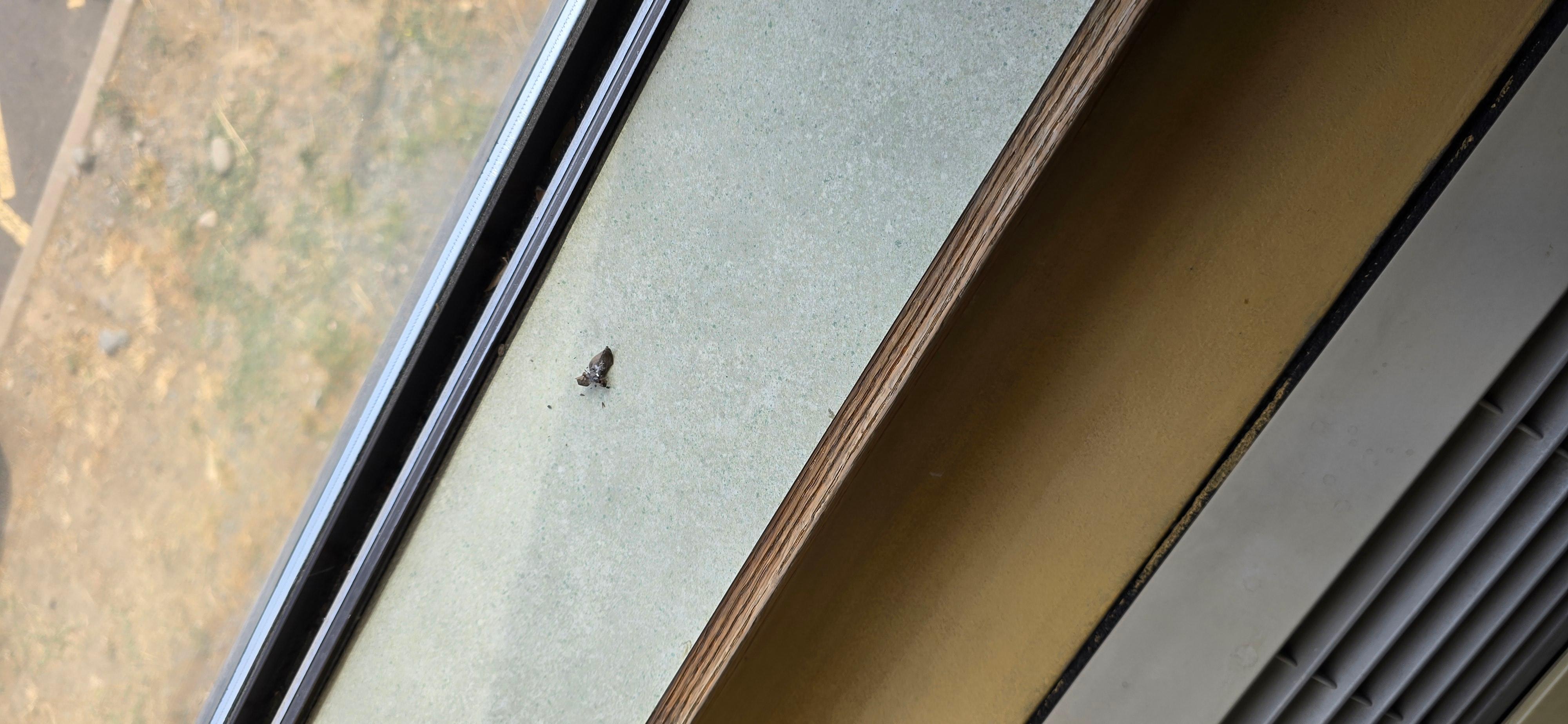 This is dead leaves in the window sill, which were there when I got there and not cleaned up even after housekeeping. After day one 