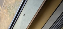 This is dead leaves in the window sill, which were there when I got there and not cleaned up even after housekeeping. After day one