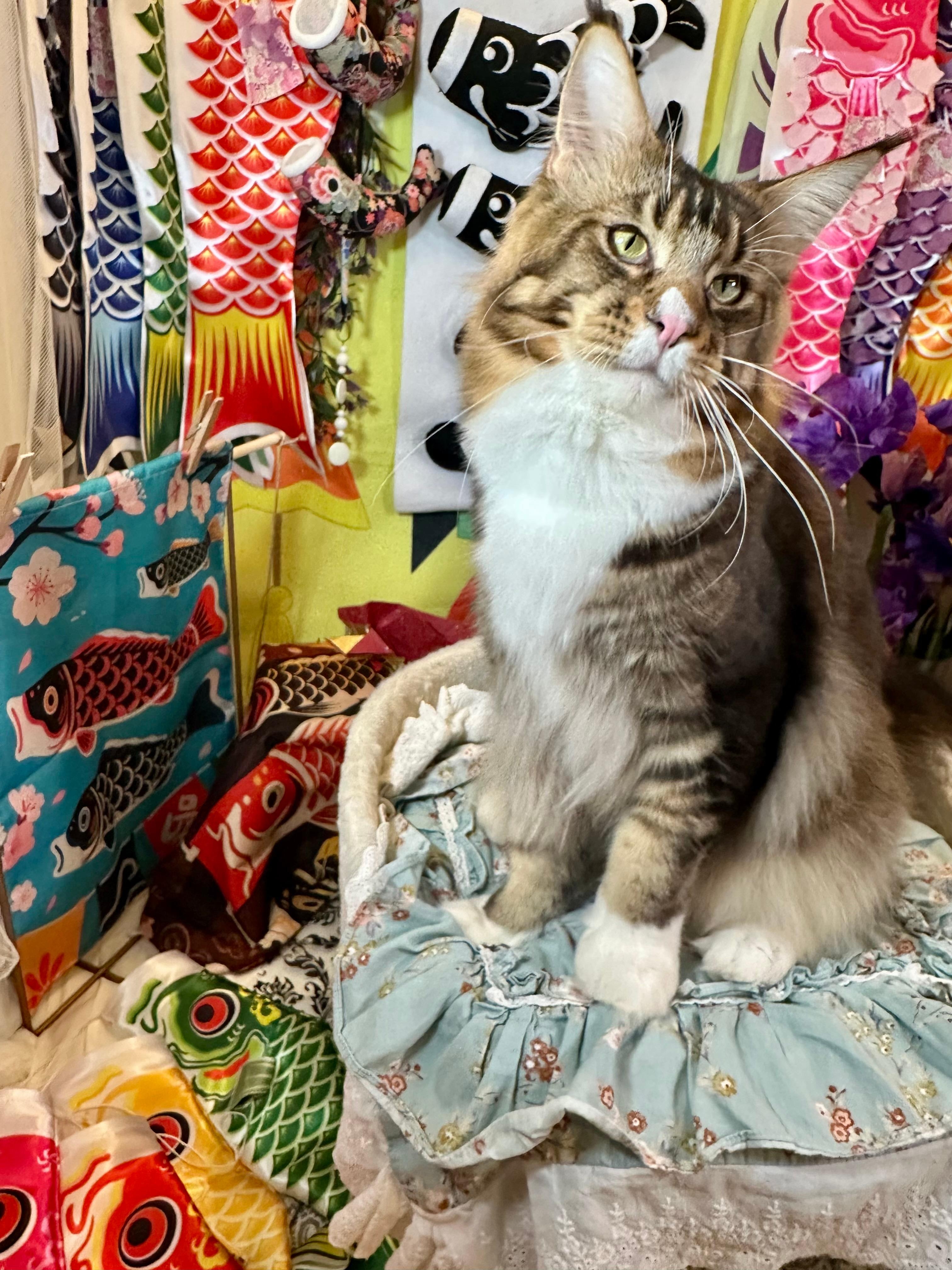 5月の節句もうすぐだなぁ
季節の飾り付けがが素敵