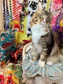 5月の節句もうすぐだなぁ
季節の飾り付けがが素敵