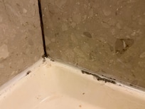 Mold?