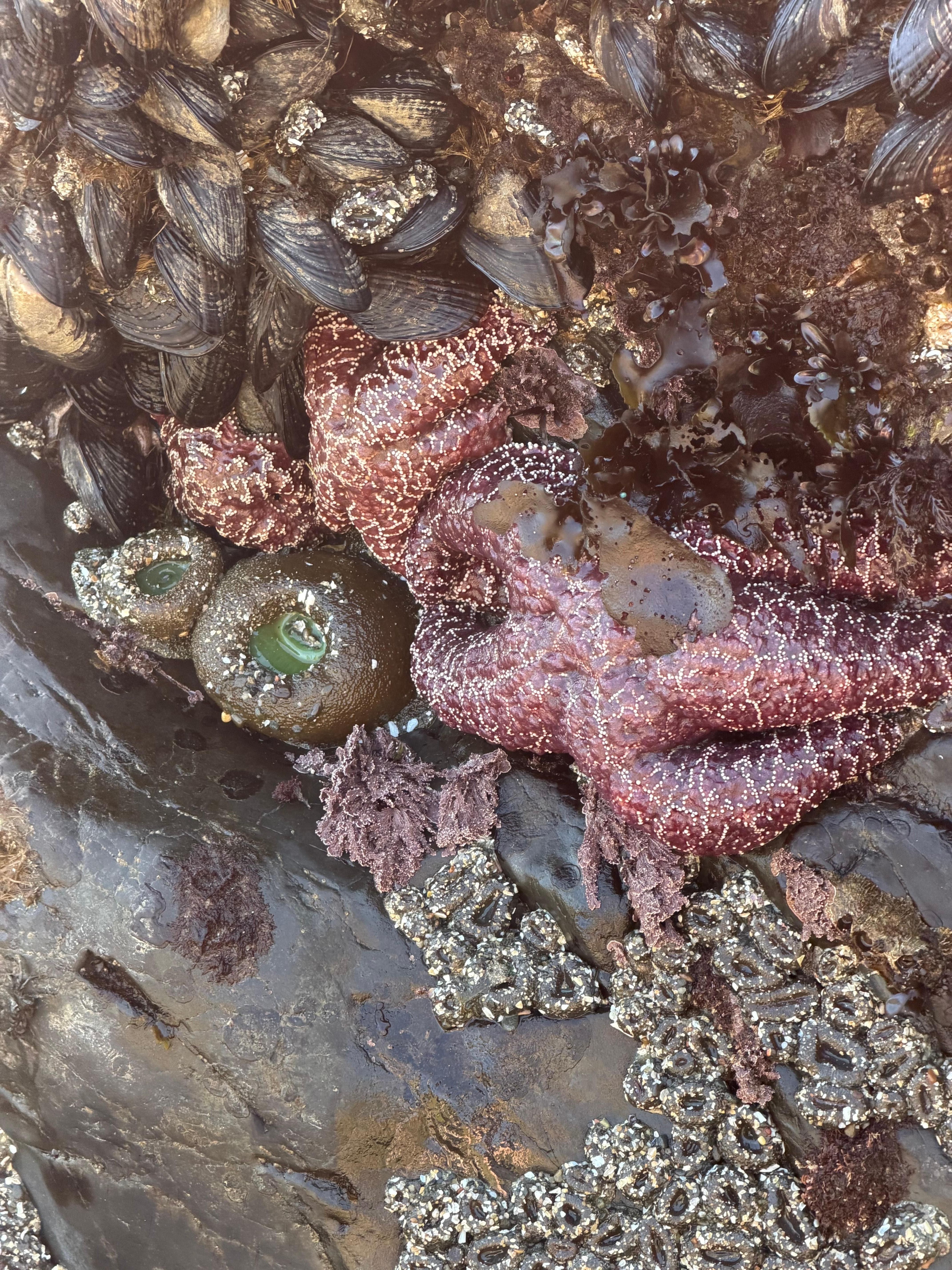 Tide pools