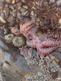 Tide pools