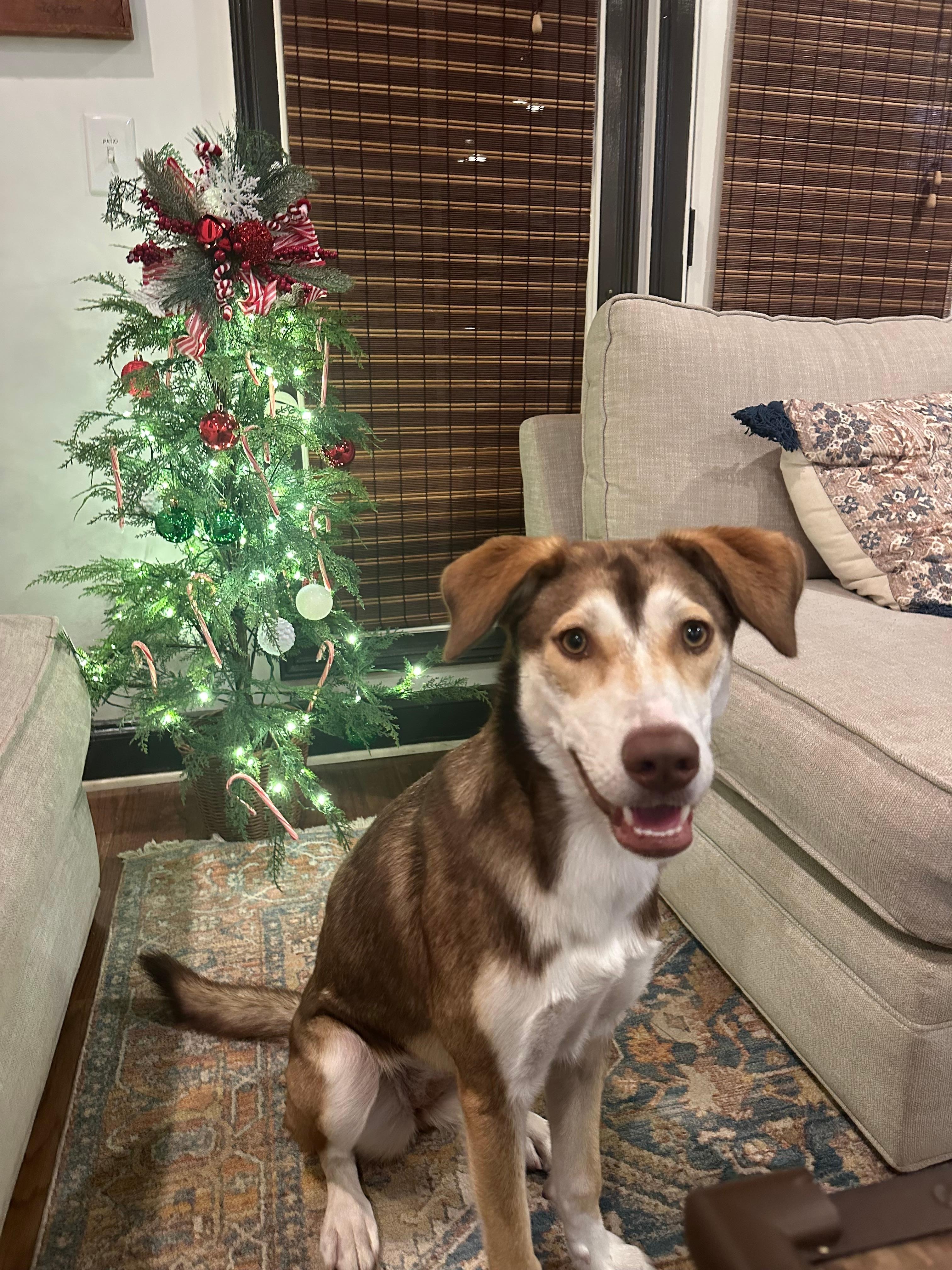 Thank you for including our furbaby at your place!