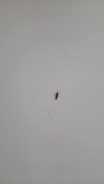 Bugs