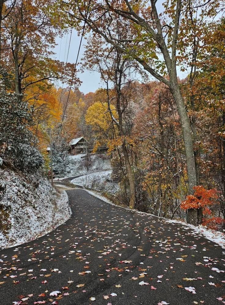 One view from the cabin.