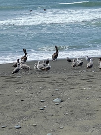 Pelicans on the beach