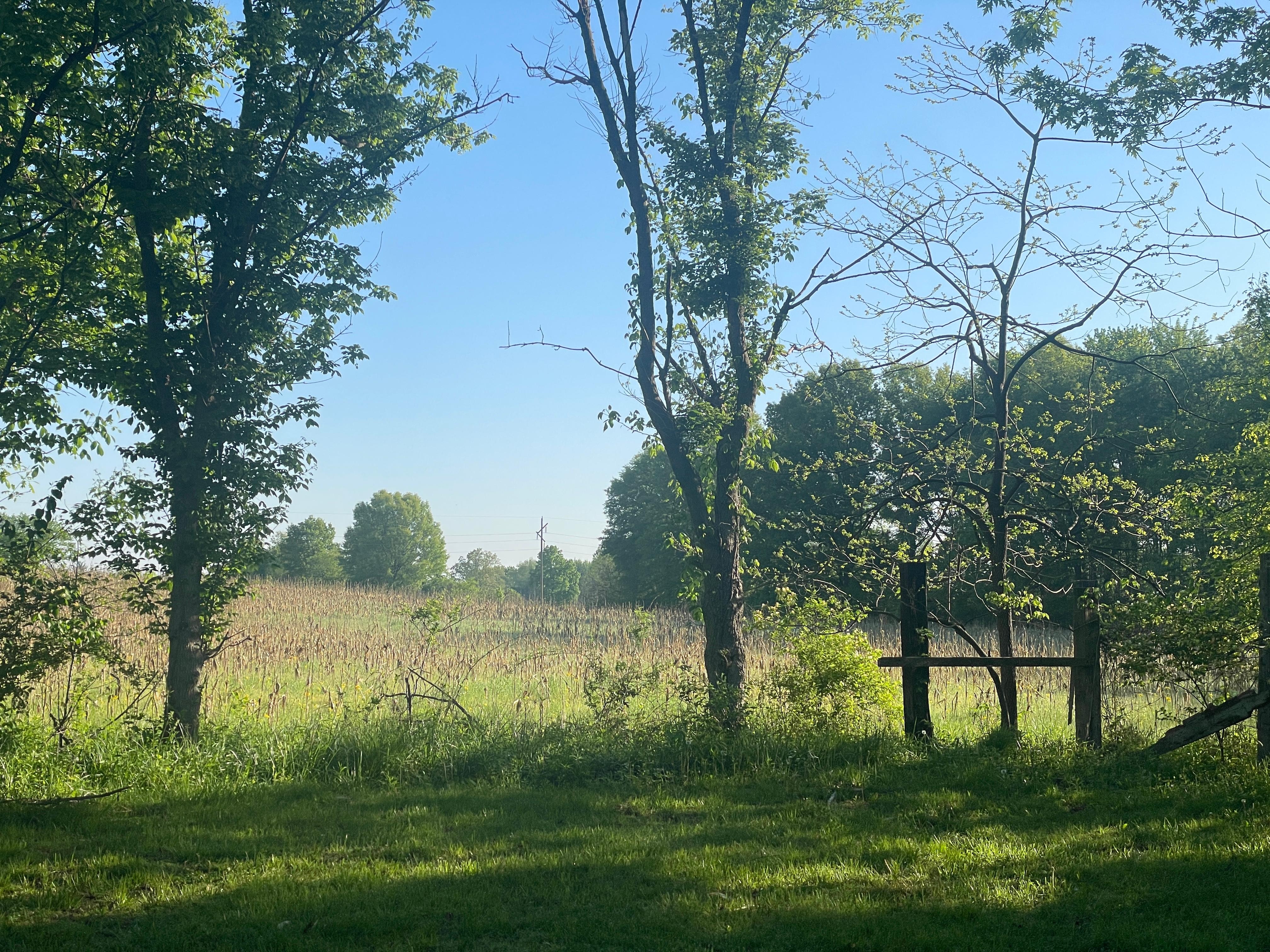 View from the backyard