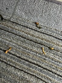 leftover old food that look like pizza toppings on the floor