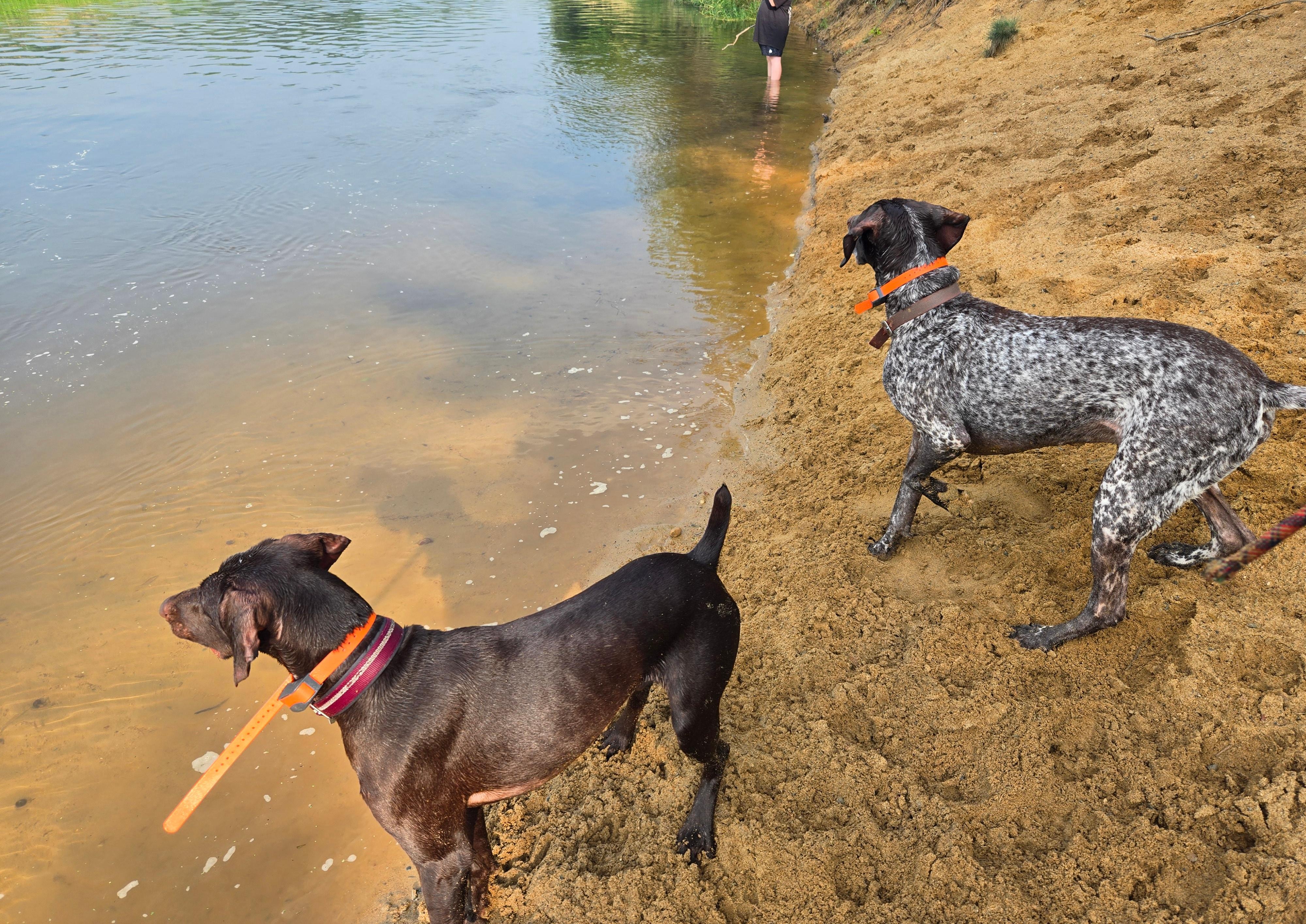 The pups enjoying a swim in the Crow. 