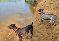 The pups enjoying a swim in the Crow.