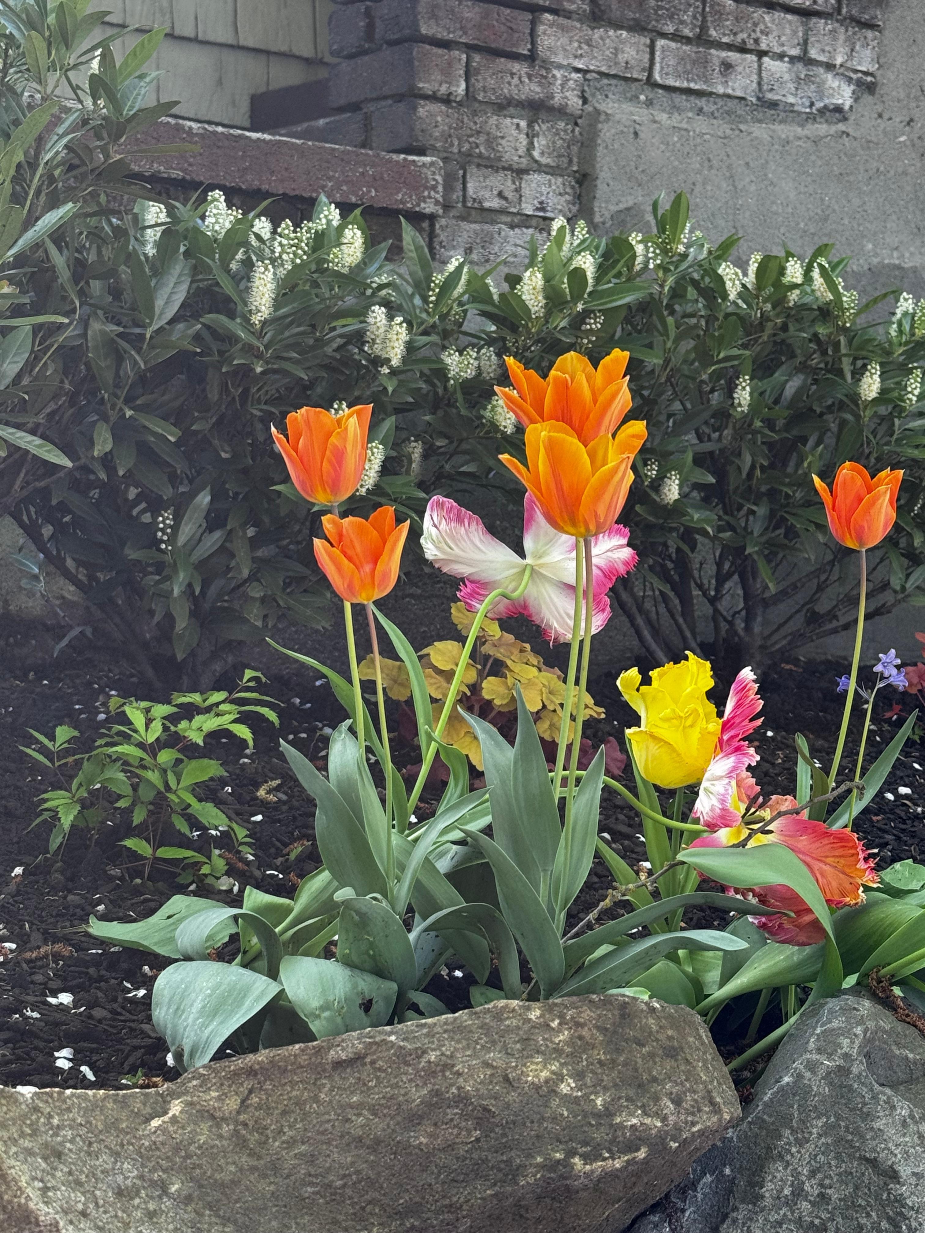 Some of the flowers I saw on my walks