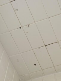 wall mold