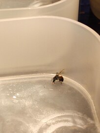 一check in進房間就看到浴室裡面的死蜜蜂