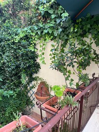 View of patio garden