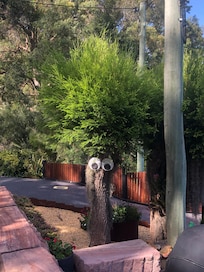 Local wildlife