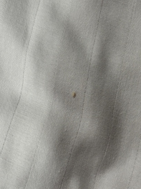 Bed bug egg